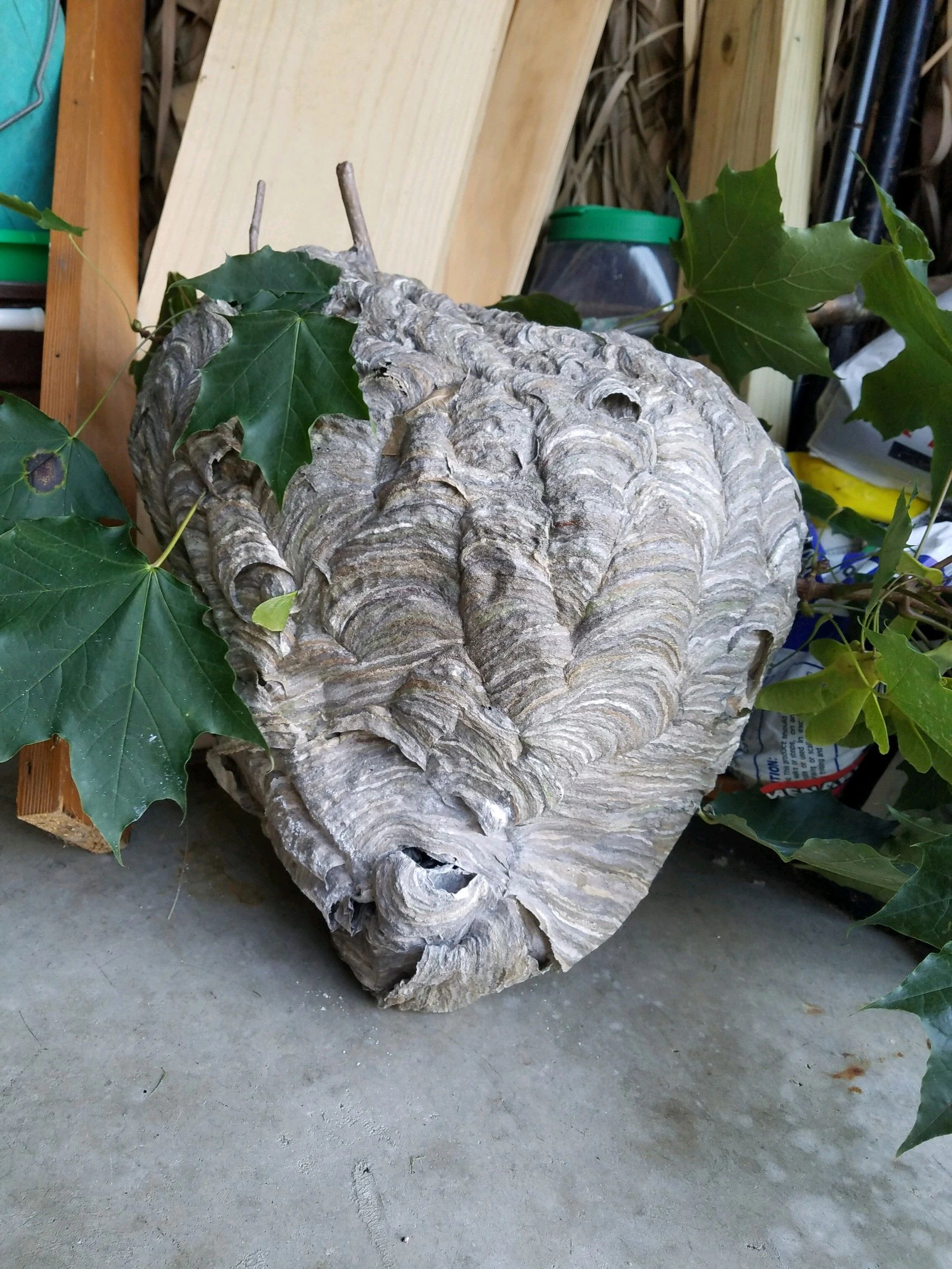 
<span>Bugs Bee Gone</span>
