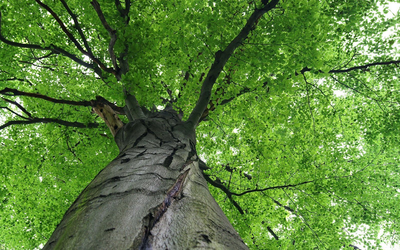 
<span>Chicos Tree Land</span>
