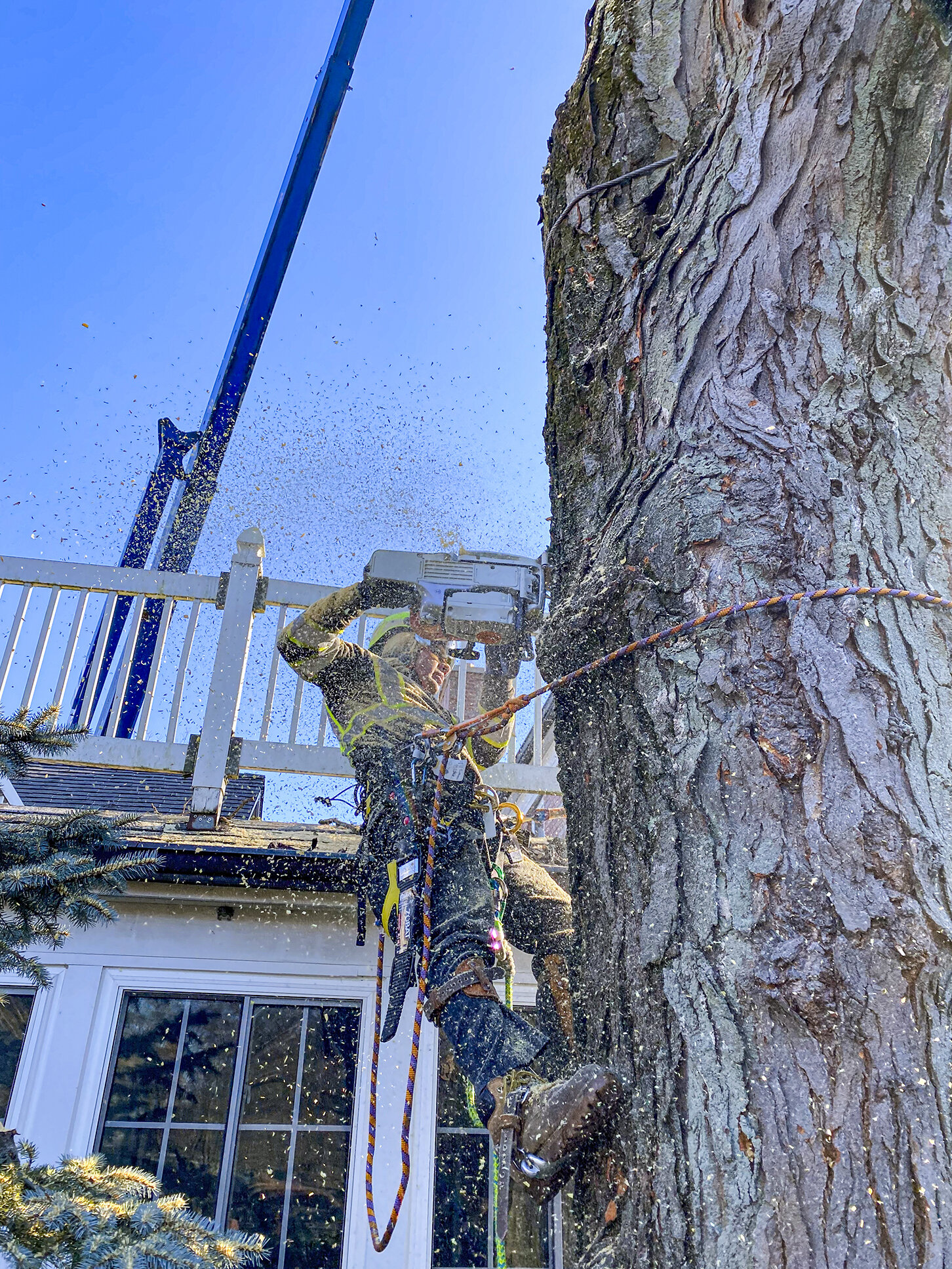 
<span>Sawvell Tree Service</span>
