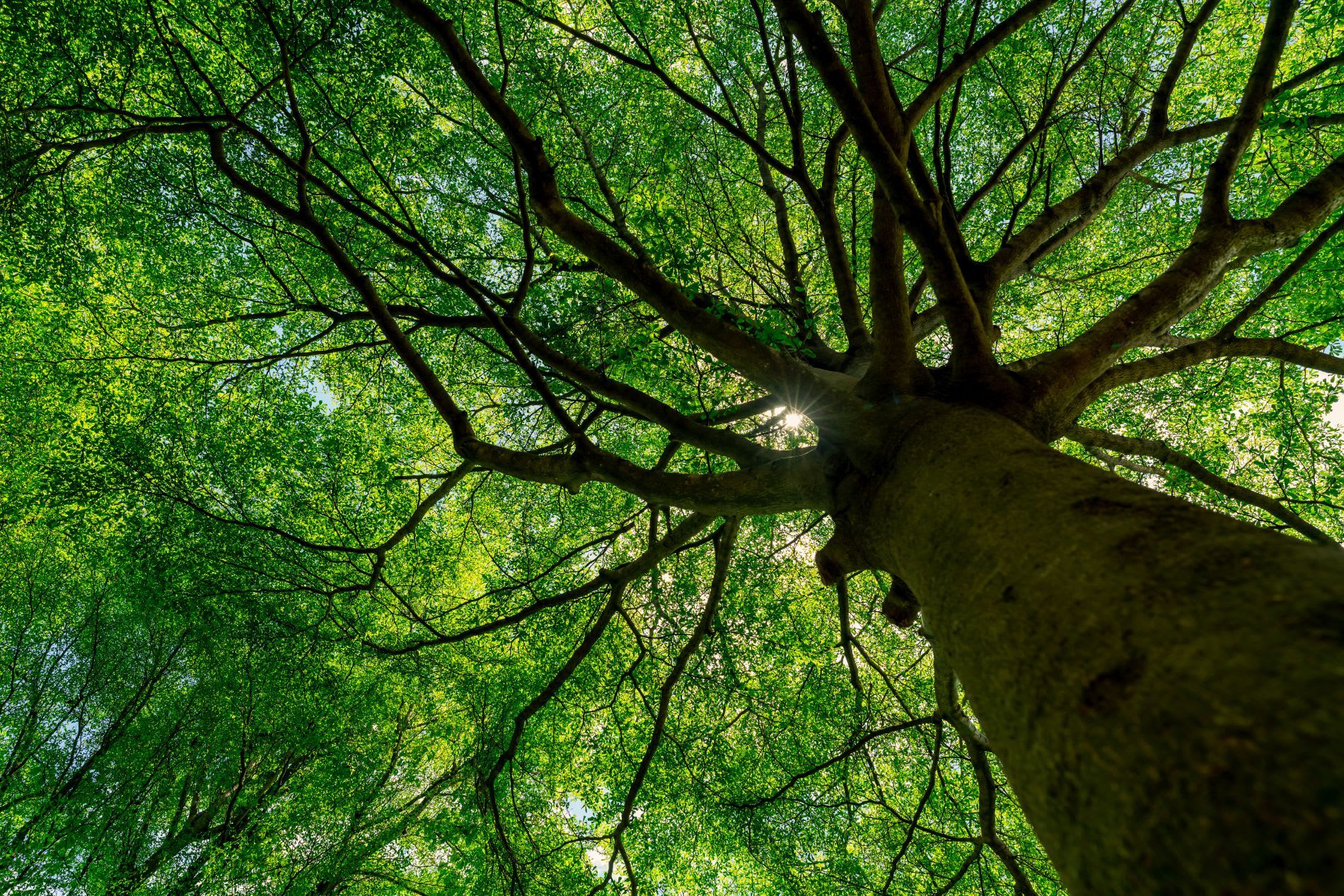 
<span>Acer Tree Service</span>
