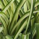 
<span>Acosta & Son's Lawn & Garden Maintenance LLC</span>
